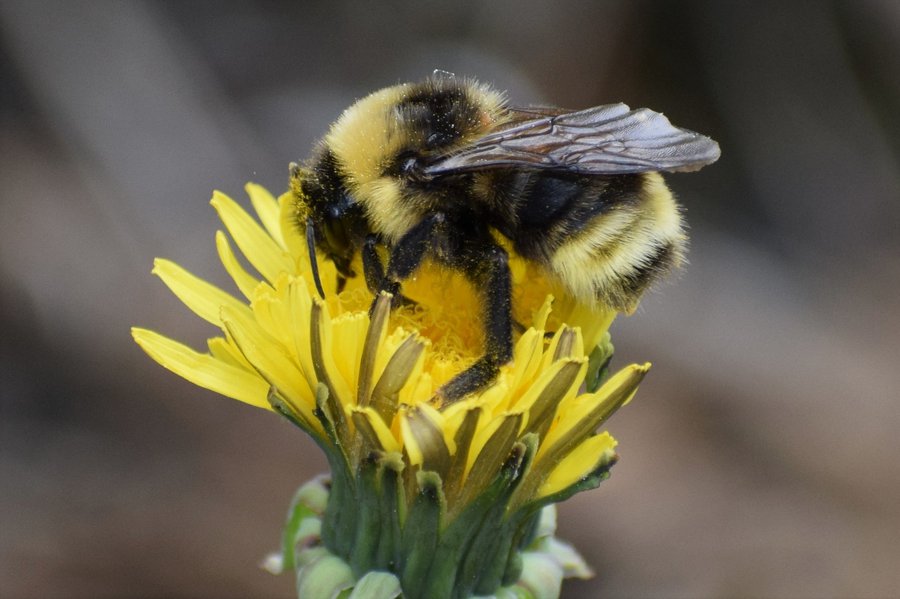 Cuckoo Bumble Bees: What We Can Learn From Their Cheating Ways (If They  Don't Go Extinct First)