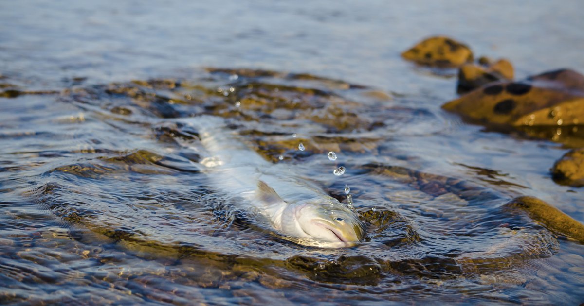 How will Arctic Char Respond to Rising Temperatures? | Arctic Focus