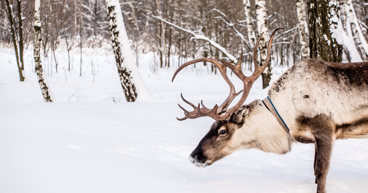 Five ways reindeer are perfectly evolved for pulling Santa’s sleigh ...