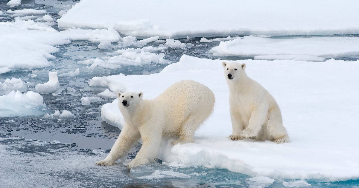 'Eggs'ellent Meal for Polar Bears | Arctic Focus