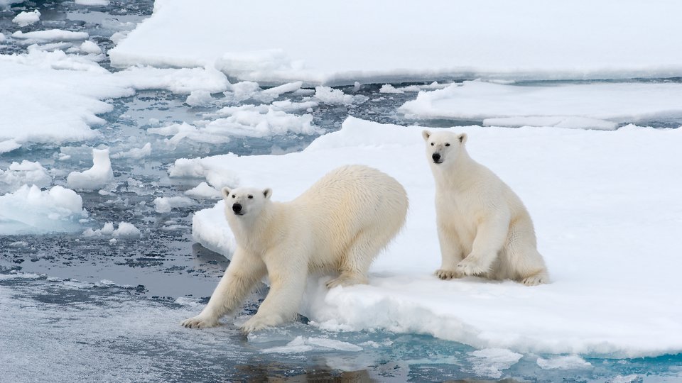 How Will Eiders Respond to Hungry Polar Bears? | Arctic Focus