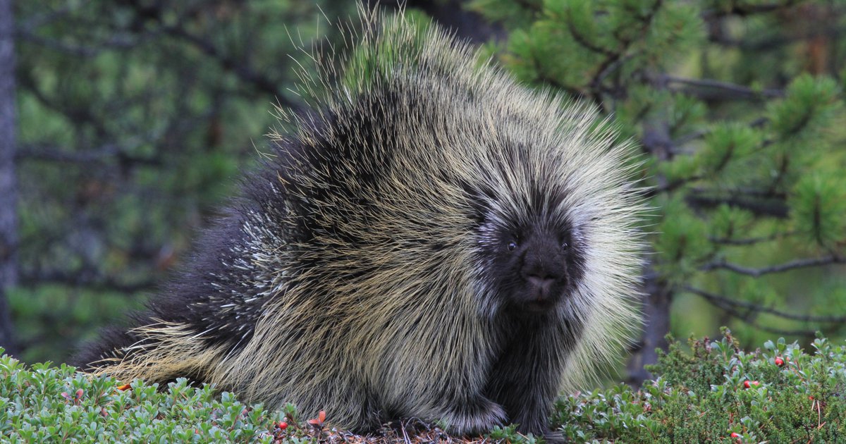 African Porcupine Quills  African Crested Porcupine Quills