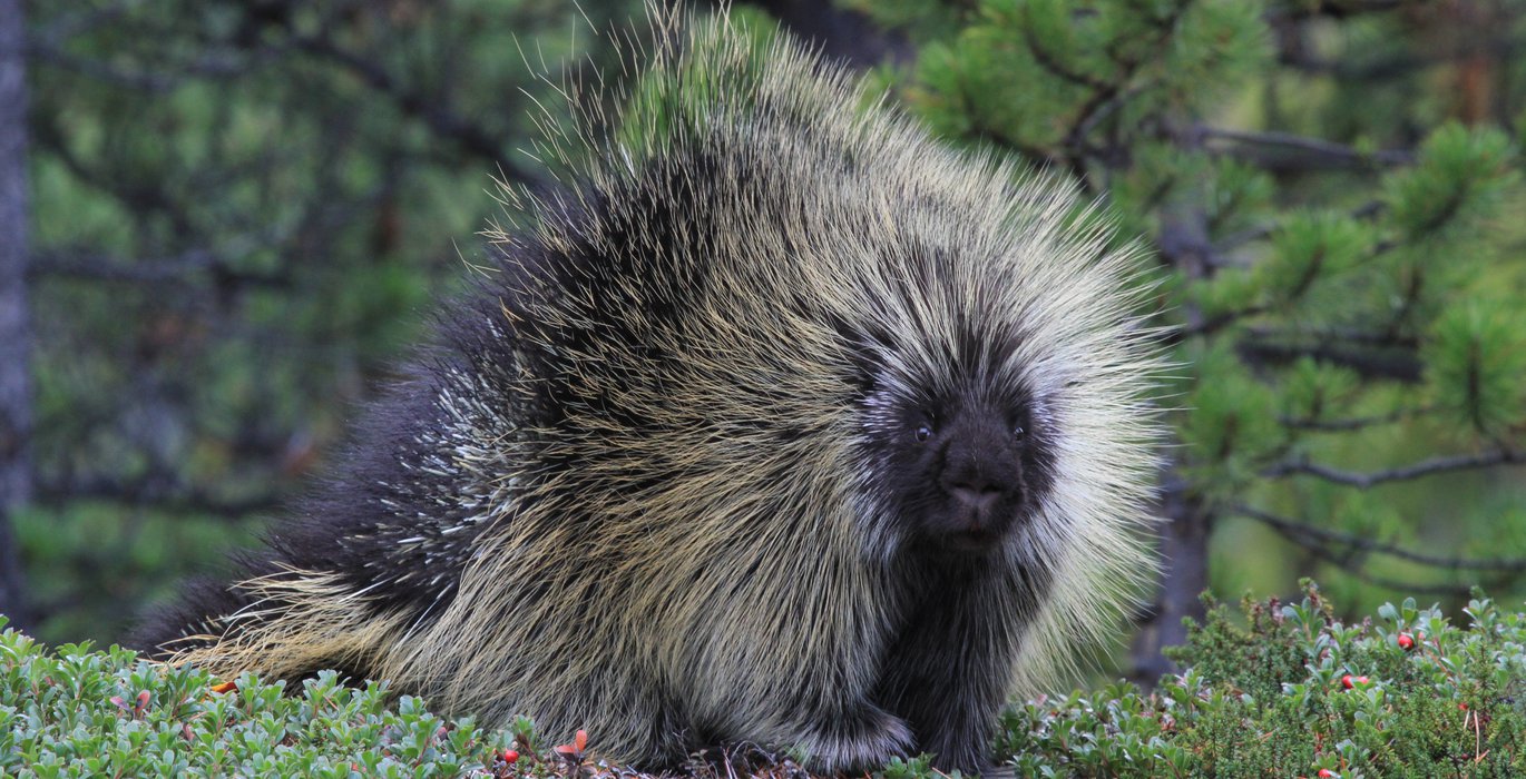 American Porcupine Quills Defense Wildlife Stock Photo - Image of