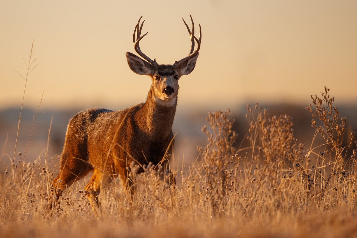 Is chronic wasting disease a threat to northern cervid populations ...