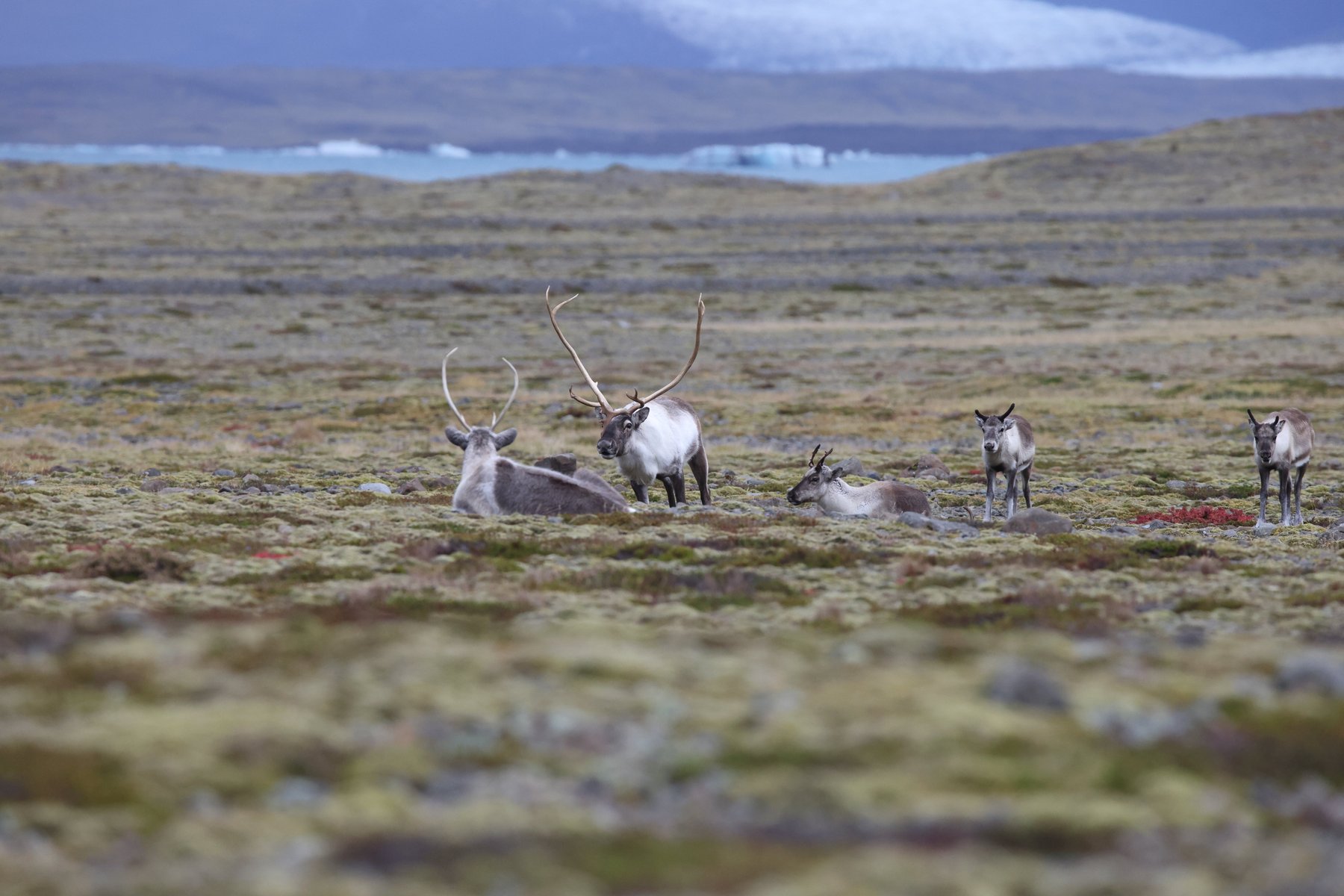 Researchers find herbivore diversity boosts tundra vegetation diversity ...