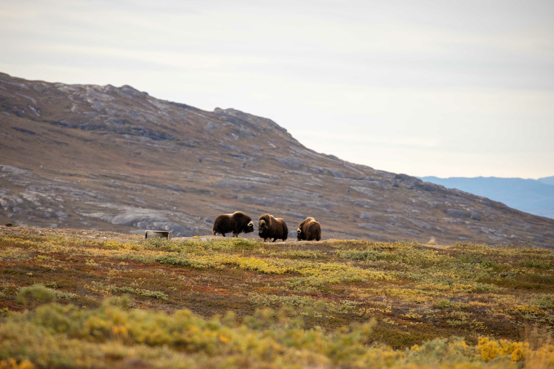 Researchers find herbivore diversity boosts tundra vegetation diversity ...