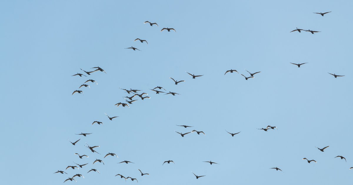 Wild birds in Yukon test positive for avian flu | Arctic Focus