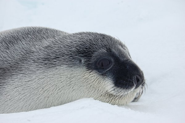 How underwater acoustics can help us better understand hooded seals ...