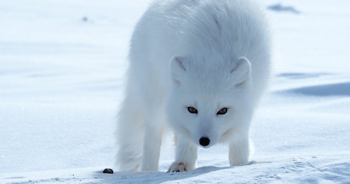 How do arctic foxes hunt in the snow?