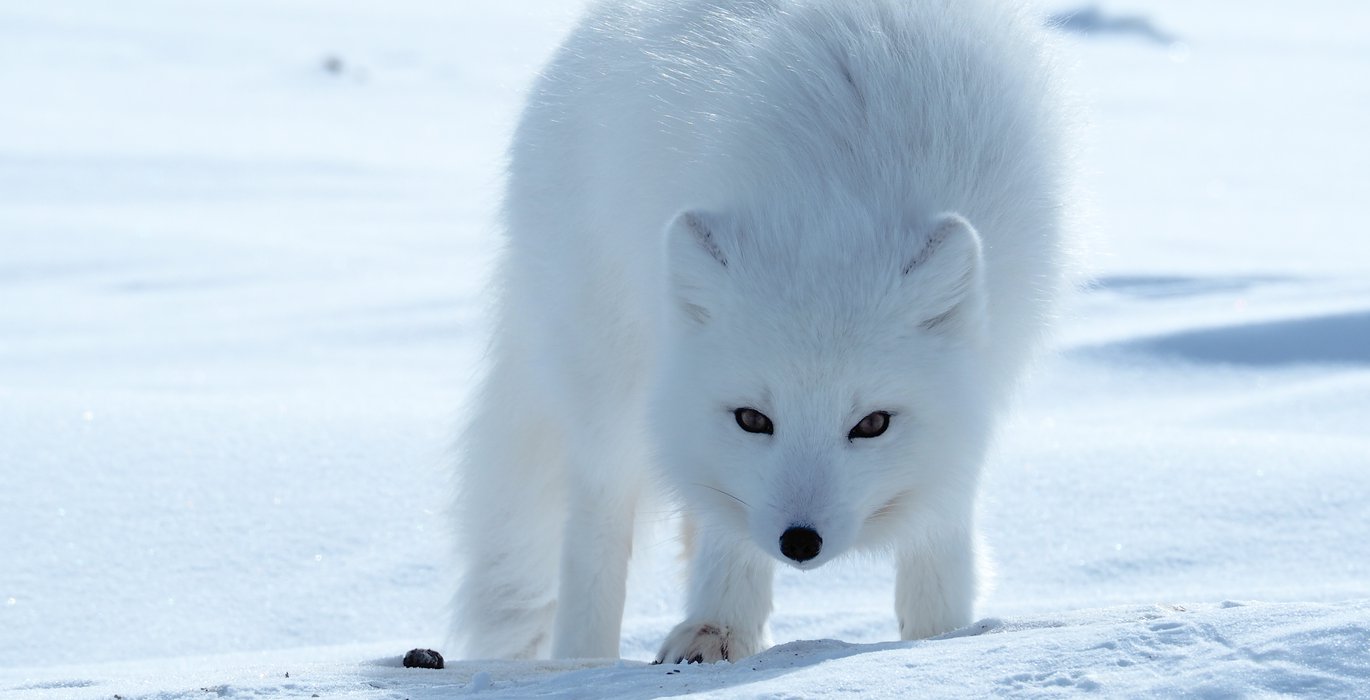 Arctic Foxes Face the Consequences of Climate Change
