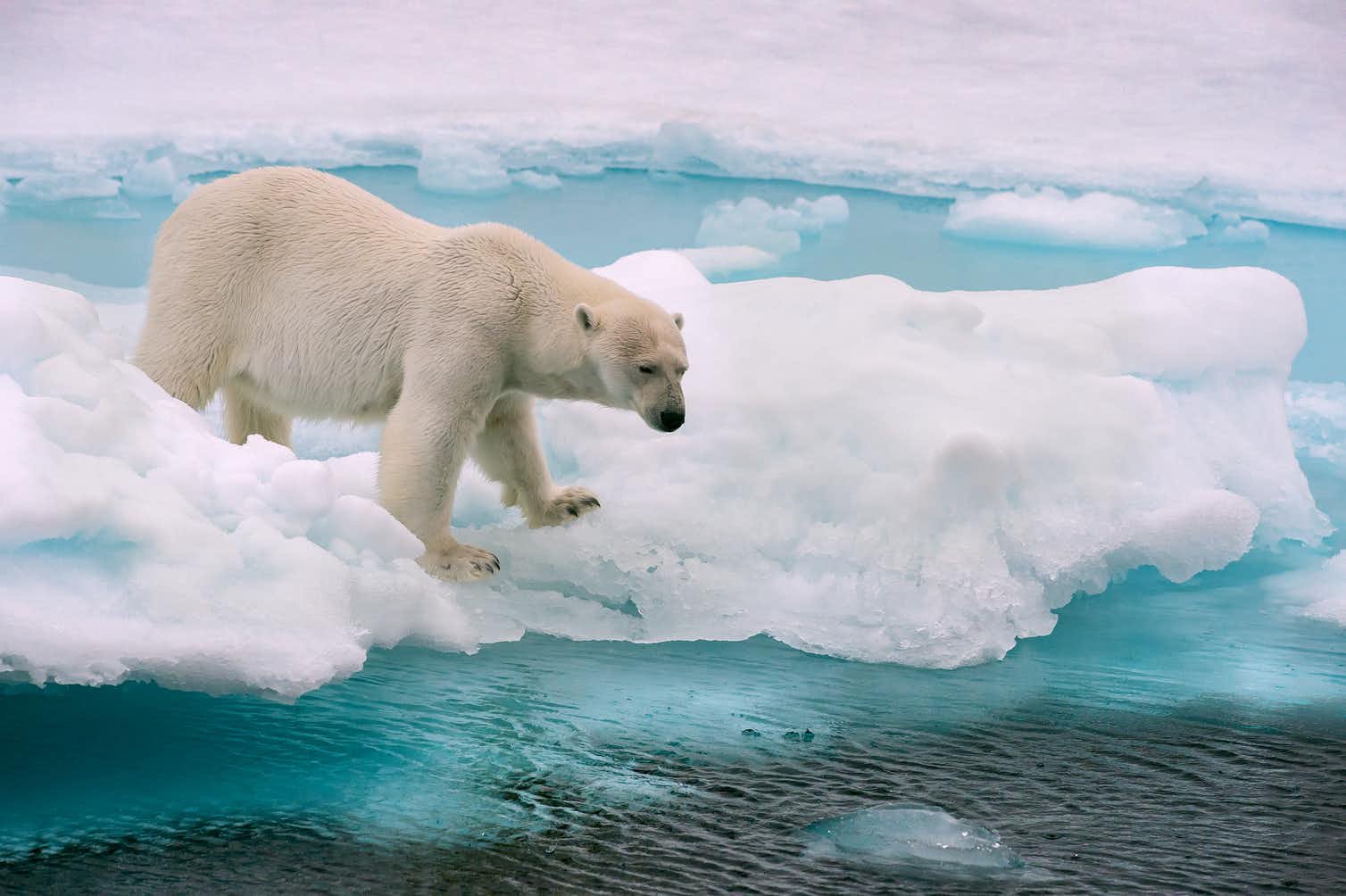 Polar bears eating reindeer: normal behaviour or result of climate ...