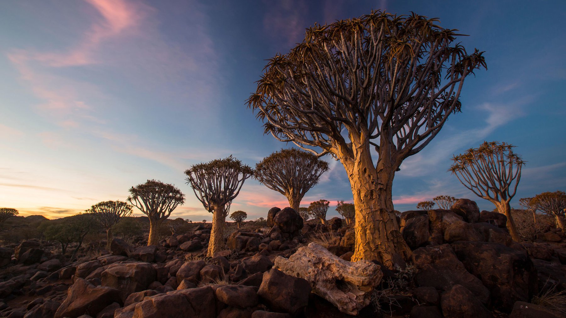 Стоун африка. Quiver Tree Forest Namibia. Quiver Tree Forest Camp.