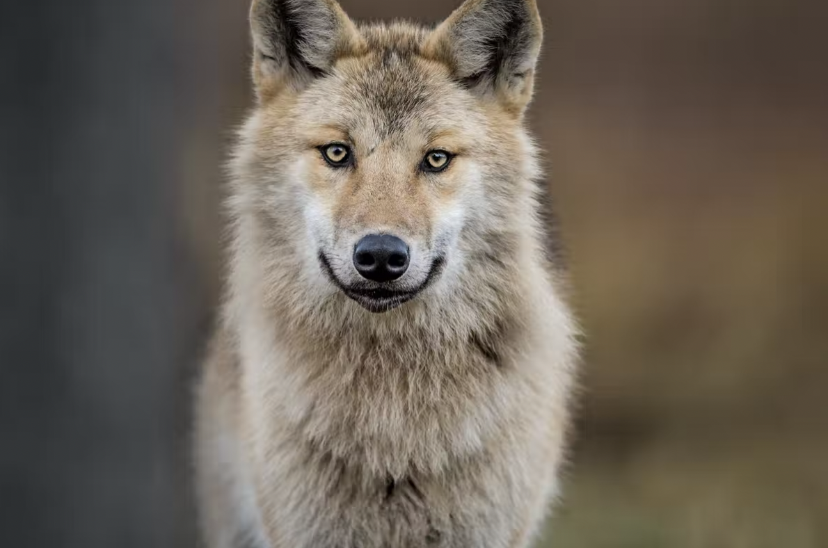 How reindeer eyes transform in winter to give them twilight vision ...