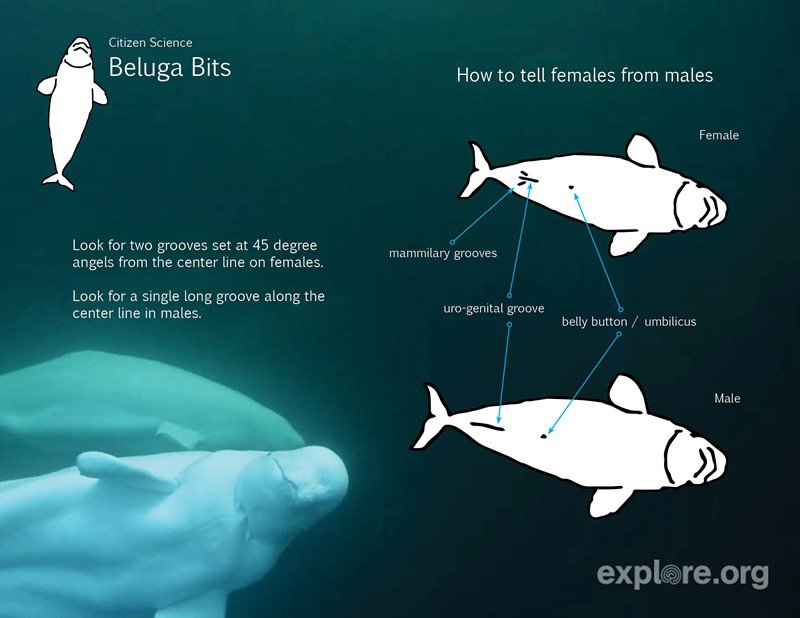 If Beluga gets old 