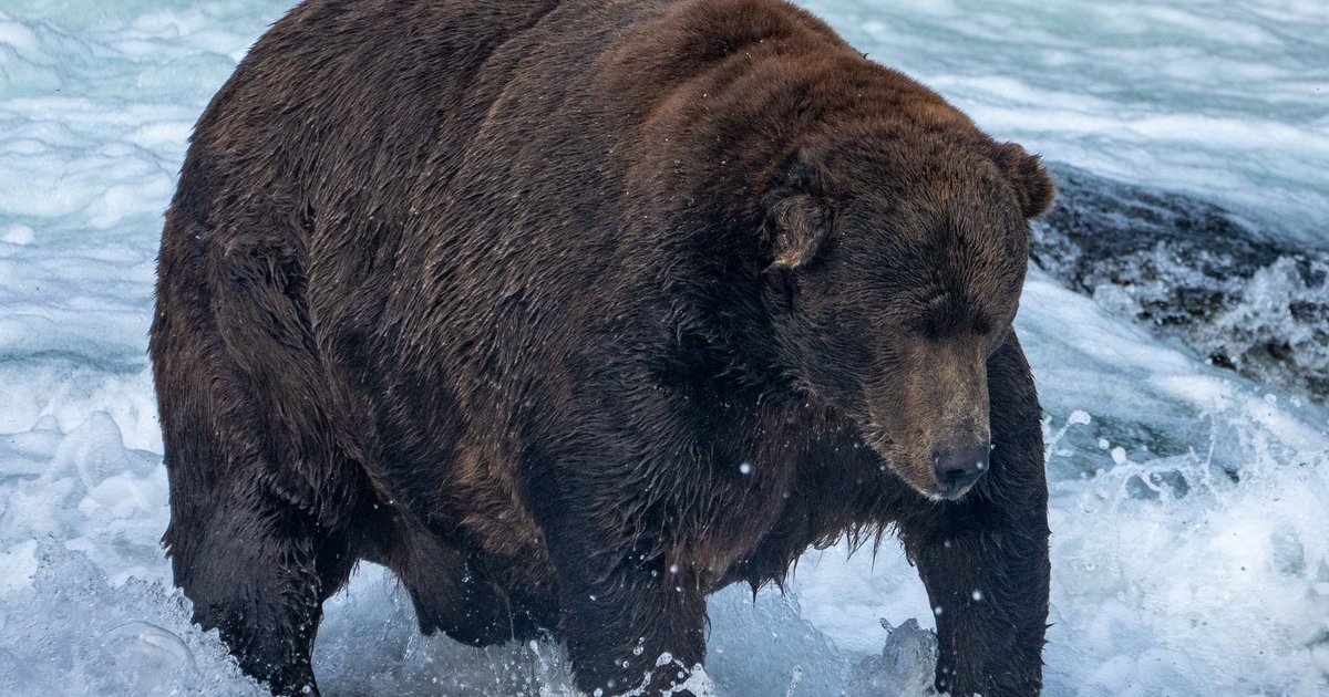 How a unique adaptation in hibernating bears could innovate