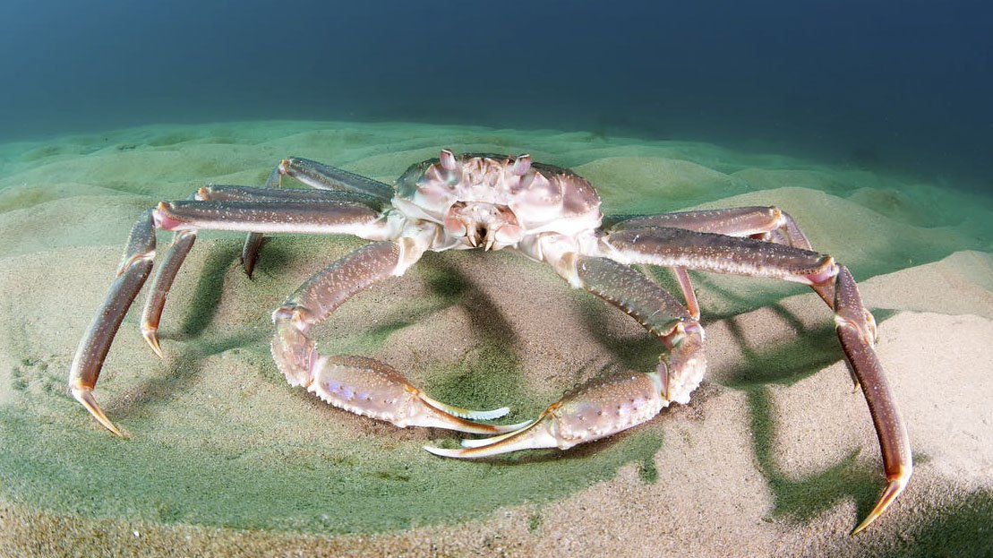 snow-crabs-and-the-complexities-of-climate-change-arctic-focus