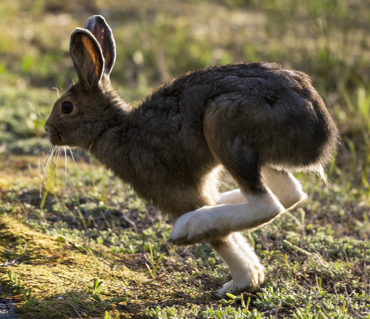 Missing lynx: The boom-bust cycle of the snowshoe hare and its