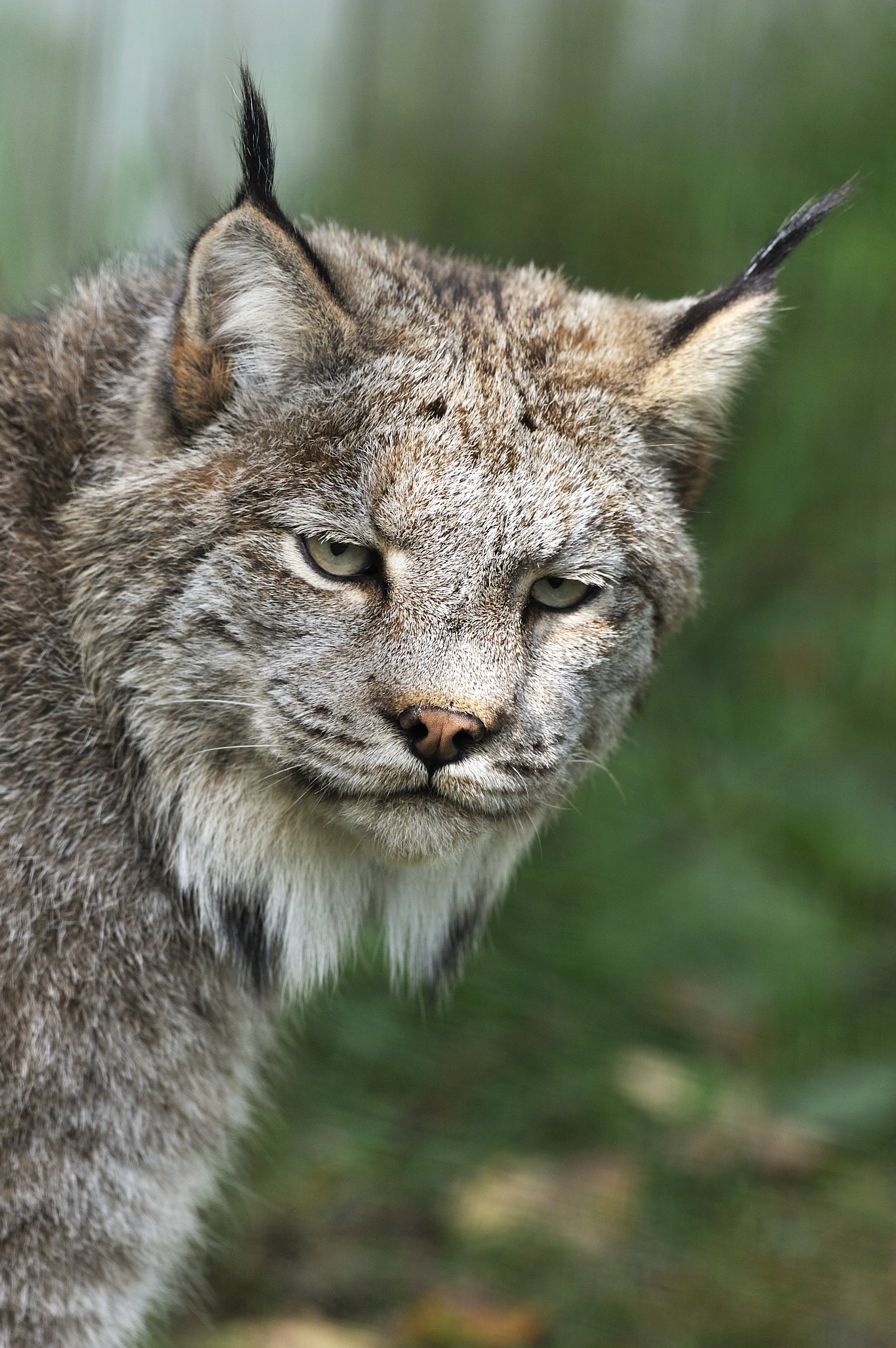 Missing lynx: The boom-bust cycle of the snowshoe hare and its